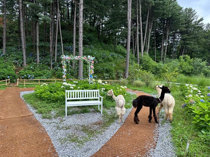 Sweet Day in Gapyeong:Sheep Ranch&Strawberry Picking(Lunch Included) - Picking strawberries before the crowds of the day
