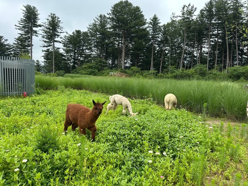 Sweet Day in Gapyeong:Sheep Ranch&Strawberry Picking(Lunch Included) - What the guide can add to the day