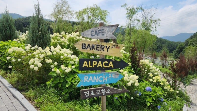 Sweet Day in Gapyeong:Sheep Ranch&Strawberry Picking(Lunch Included) - The timing and value from Seoul