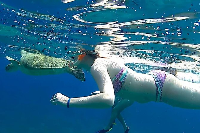 Swim Alongside Sea Turtles in Abu Dabbab, Marsa Alam  - Safaga - Traveler Reviews and Ratings
