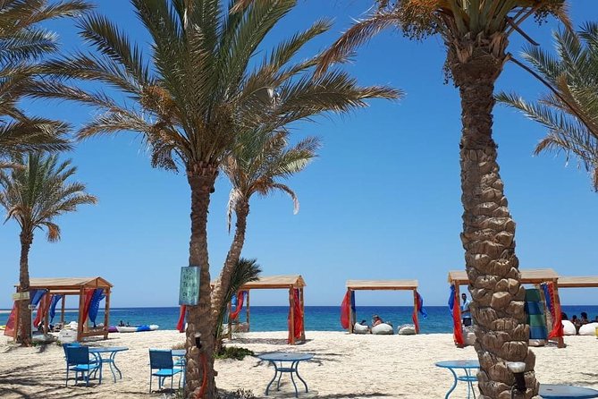 Swim Alongside Sea Turtles in Abu Dabbab, Marsa Alam  - Safaga - Common Questions