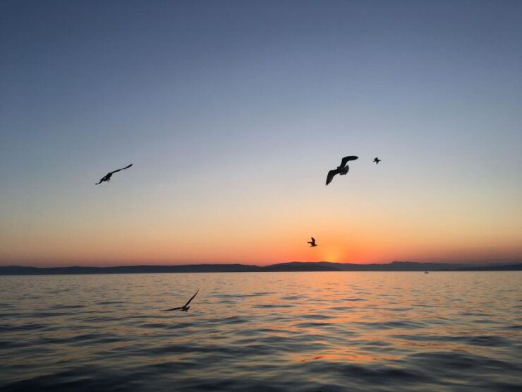 Swim and Snorkel With Capt. Bobo on Plavnik Island (Private) - Activity Details