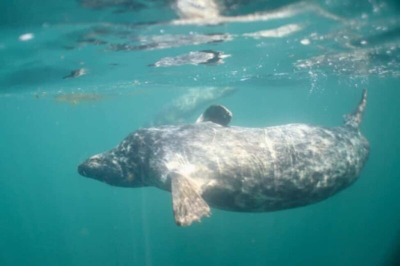 Swim and Snorkel with Seals. Boat Trip Penzance Cornwall - Final Thoughts