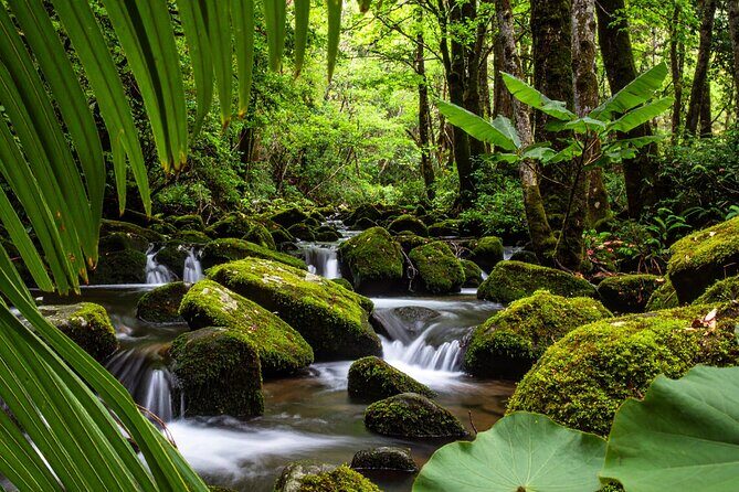 Swim, Explore & Identify Tropical Flora - Introduction: Exploring Puerto Rico’s Secret Forest River
