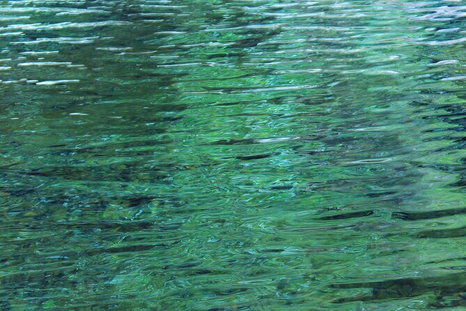 Swim, Explore & Identify Tropical Flora - Final Thoughts