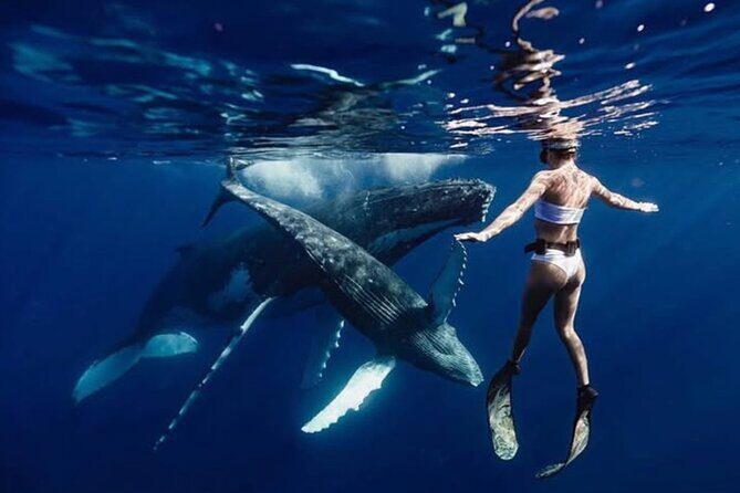 Swim in Moorea with Humpback Whales and More - Good To Know