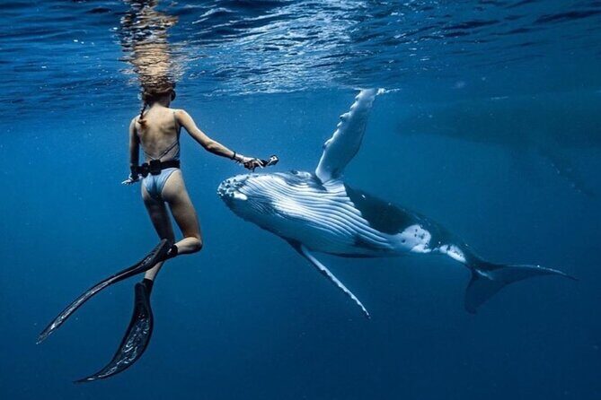 Swim in Moorea with Humpback Whales and More - What to Expect on the Tour