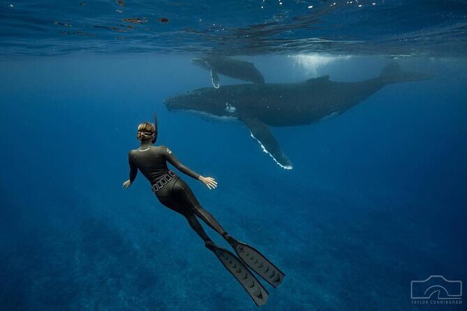 Swim in Moorea with Humpback Whales and More - Who Would Love This Tour?