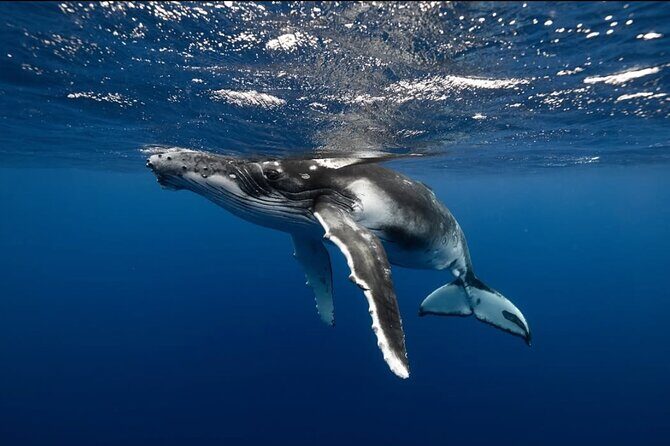 Swim in Moorea with Humpback Whales and More - FAQs