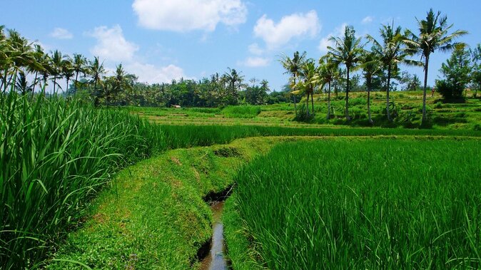 Swim & Swing at D'Tukad River Club (With Transfers) - Pricing and Booking Details