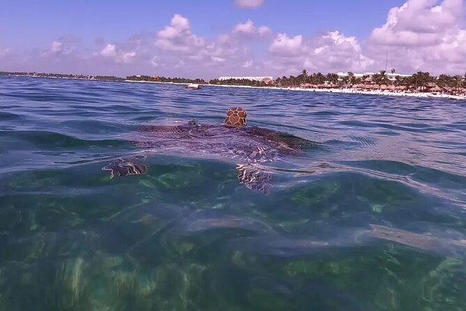 Swim With Akumal Turtles - What to Bring for Your Swim With Akumal Turtles