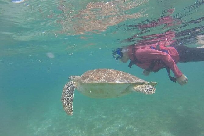 Swim With Akumal Turtles - Tips for a Successful Akumal Turtles Swim