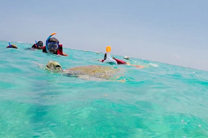 Swim With Akumal Turtles - Safety Guidelines for Swimming With Akumal Turtles