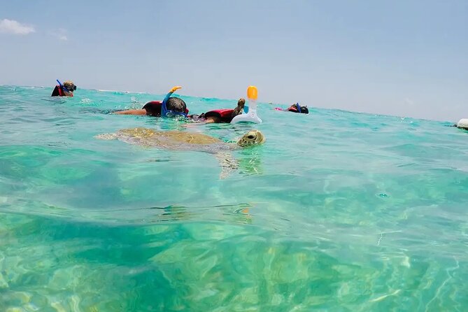 Swim With Akumal Turtles - What to Expect During Your Akumal Turtles Swim