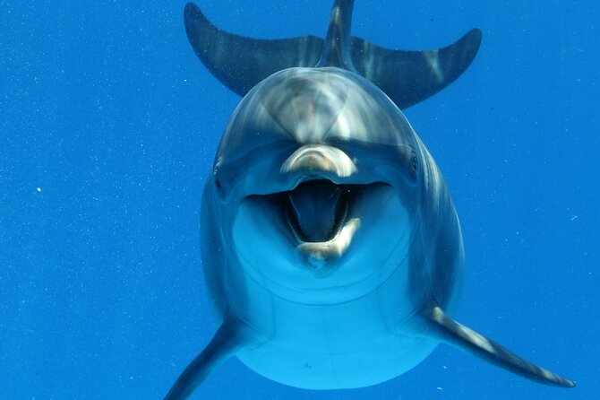 Swim With Dolphin by Private Speed Boat and Sub Wing Game - Hurghada - Good To Know