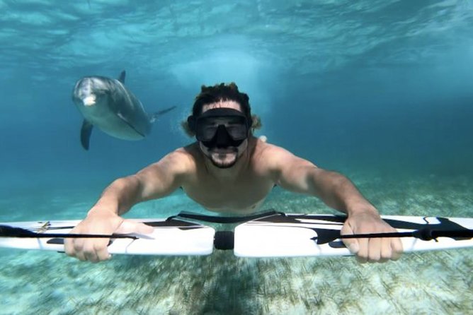 Swim With Dolphin by Private Speed Boat and Sub Wing Game - Hurghada - Price and Variations