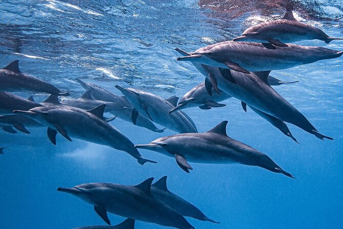 Swim With Dolphin in Dolphin House Satayeh Reef Snorkeling Sea Trip - Logistics