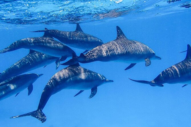 Swim With Dolphin in Dolphin House Satayeh Reef Snorkeling Sea Trip - Operator Information
