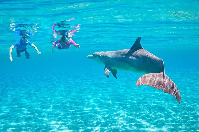Swim With Dolphin in Dolphin House Satayeh Reef Snorkeling Sea Trip - Restrictions and Group Size