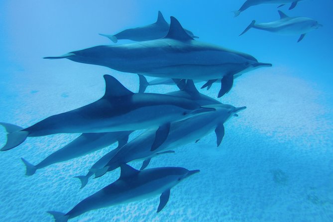 Swim With Dolphin in Dolphin House Satayeh Reef Snorkeling Sea Trip - Marsa Alam - Experience Offered