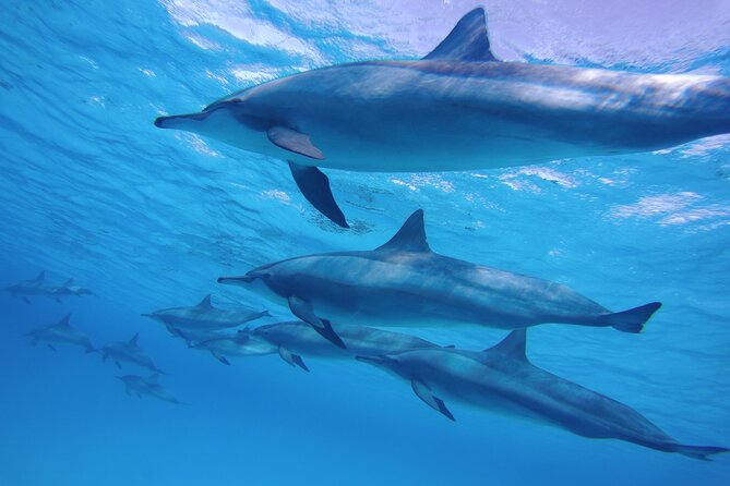 Swim With Dolphin in Dolphin House Satayeh Reef Snorkeling Sea Trip - Marsa Alam - Booking Information