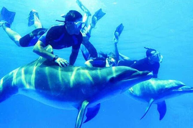 Swim With Dolphin in Satayeh Reef Sea Trip + Lunch From El Quseir - Good To Know