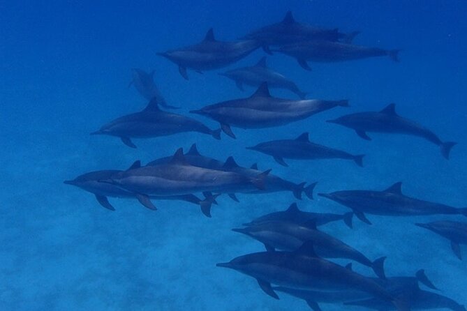 Swim With Dolphin in Satayeh Reef Sea Trip + Lunch From El Quseir - Inclusions