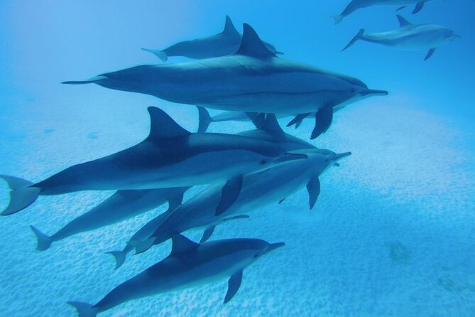 Swim With Dolphin in Satayeh Reef Sea Trip + Lunch From El Quseir - Additional Options