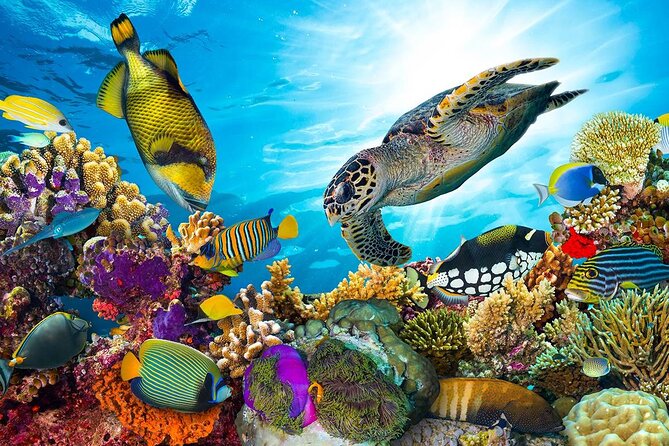 Swim With Dolphin in Satayeh Reef Sea Trip + Lunch From El Quseir - Pickup Information