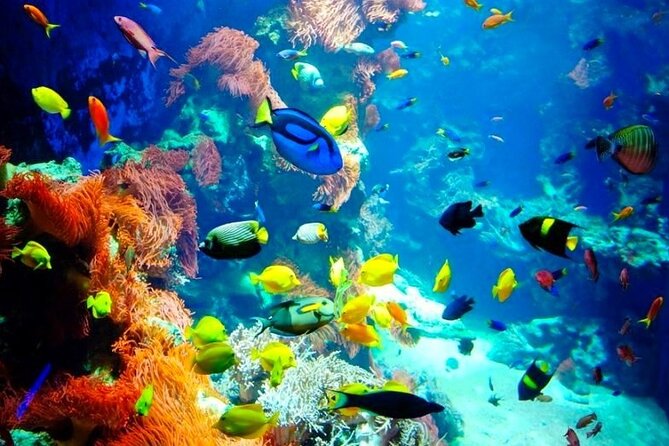 Swim With Dolphin in Satayeh Reef Sea Trip + Lunch From El Quseir - Additional Details