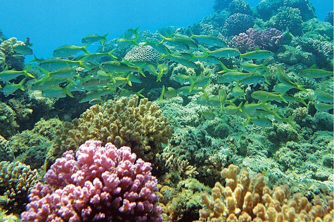 Swim With Dolphin in Satayeh Reef Sea Trip + Lunch From El Quseir - Booking Options