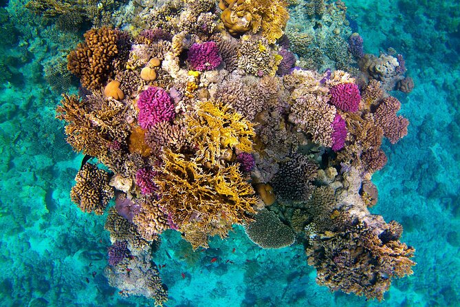 Swim With Dolphin in Satayeh Reef Sea Trip + Lunch From El Quseir - Directions