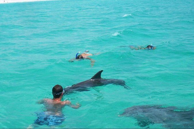 Swim with Dolphins And Snorkeling Group Tour - The Sum Up: Who Will Love This Tour?