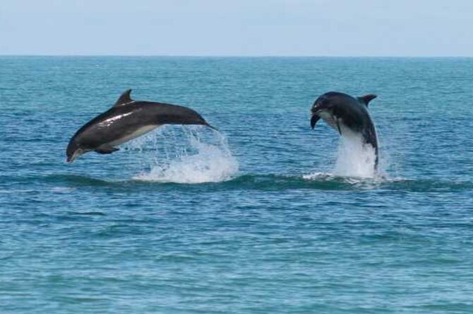 Swim With Dolphins at Sataya Reef From Marsa Alam - Good To Know