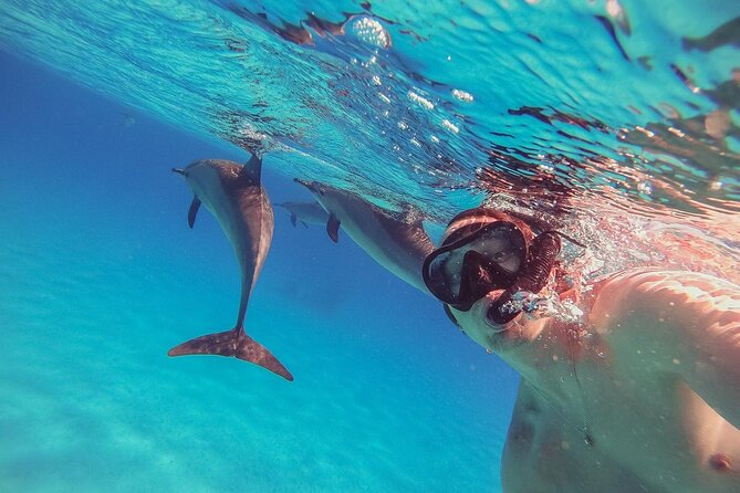 Swim With Dolphins at Sataya Reef From Marsa Alam - Pickup Details