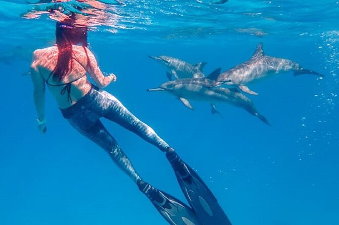 Swim With Dolphins in Sataya Reef With Lunch From Marsa Alam - Tour Details for Sataya Reef Experience