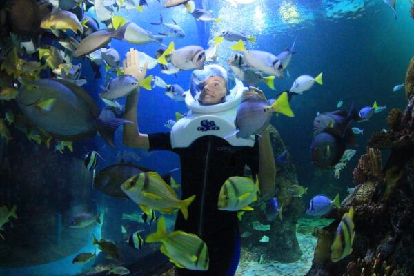 Swim With Dolphins Premium - Interactive Aquarium Cancun - Footpush Experience