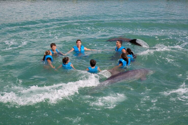 Swim With Dolphins Ride - Puerto Morelos - Experience Details