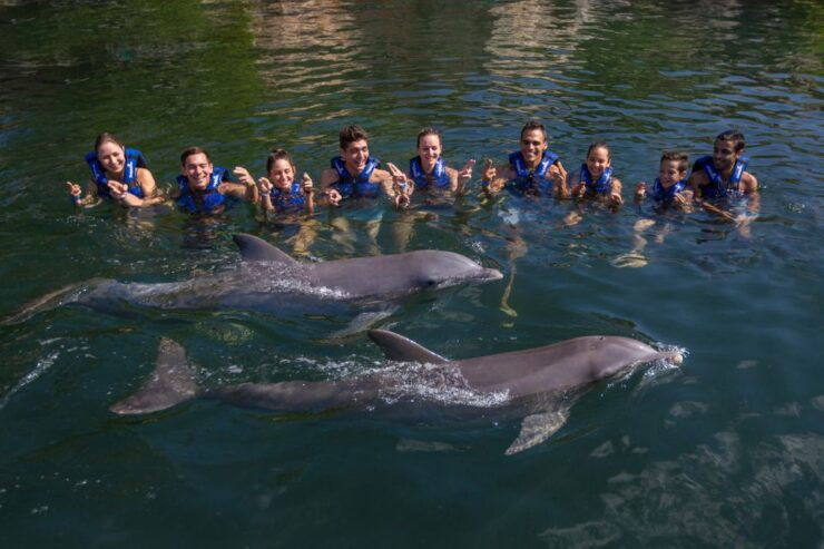 Swim With Dolphins Splash - Riviera Maya - Interaction Highlights