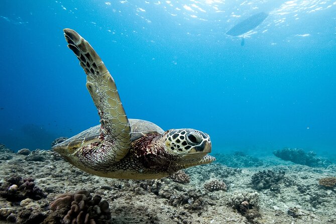 Swim With Dolphins & Turtles in West Oahu (Semi-Private Tours) - Enjoy Semi-Private Tours for Intimacy