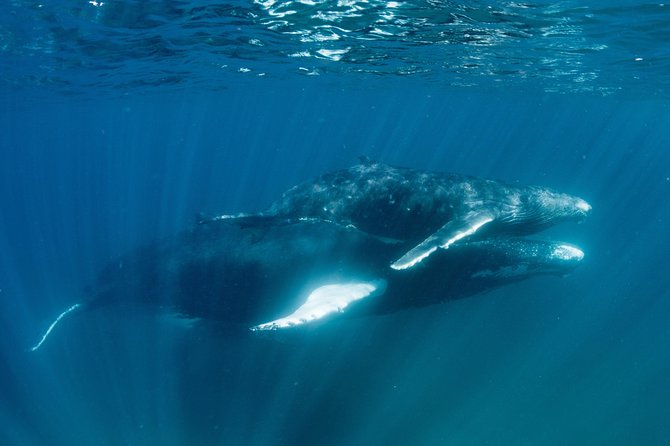 Swim With Humpback Whales - Ningaloo Reef - 3 Islands Whale Shark Dive - Experience the Humpback Whale Migration
