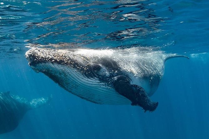 Swim With Humpback Whales - Ningaloo Reef - 3 Islands Whale Shark Dive - Discover the Ningaloo Marine Park
