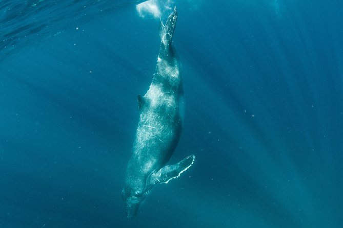 Swim With Humpback Whales - Ningaloo Reef - 3 Islands Whale Shark Dive - Snorkel With Seasonal Sea Life