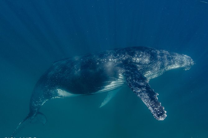 Swim With Humpback Whales - Ningaloo Reef - 3 Islands Whale Shark Dive - Explore the Spectacular Ningaloo Reef