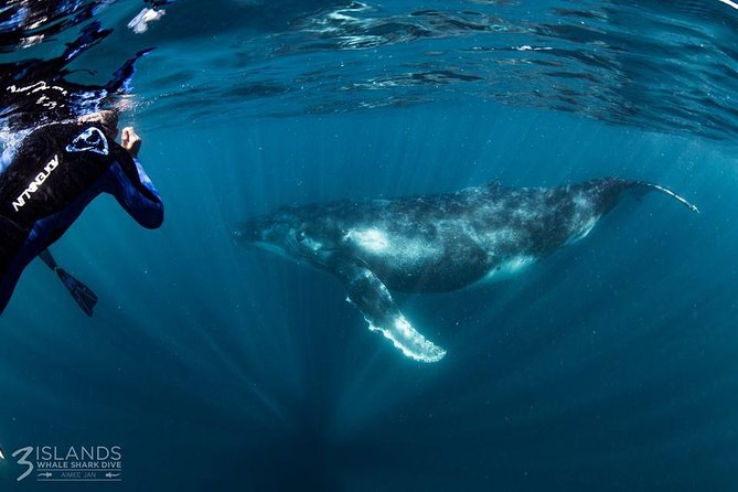 Swim With Humpback Whales - Ningaloo Reef - 3 Islands Whale Shark Dive - Enjoy a Buffet Lunch and Champagne