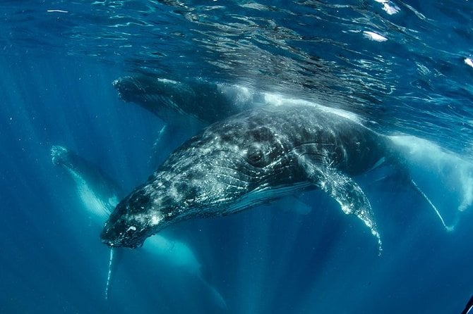 Swim With Humpback Whales - Ningaloo Reef - 3 Islands Whale Shark Dive - Logistics and Tour Details