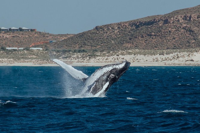 Swim With Humpback Whales - Ningaloo Reef - 3 Islands Whale Shark Dive - Meeting and Pickup Information
