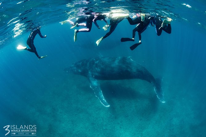 Swim With Humpback Whales - Ningaloo Reef - 3 Islands Whale Shark Dive - Dietary Requirements and Accessibility Information