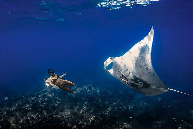 Swim With Manta Rays in Kailua-Kona! Hot Cocoa Included - Group Tour to Swim With Manta Rays