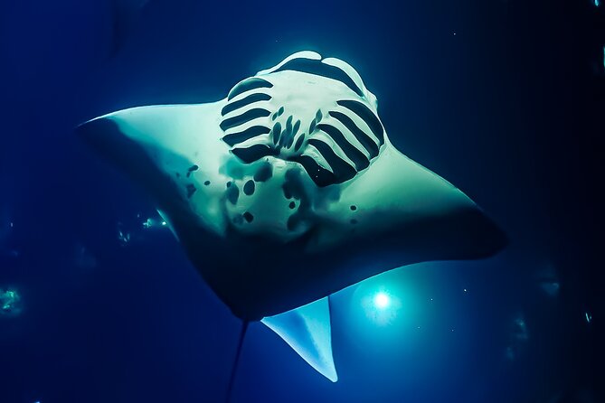 Swim With Manta Rays in Kailua-Kona! Hot Cocoa Included - Floating Mat Viewing Option